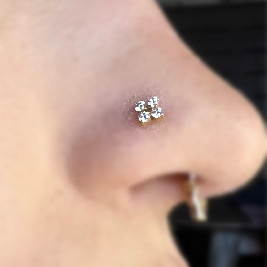 Amaryllis Stud