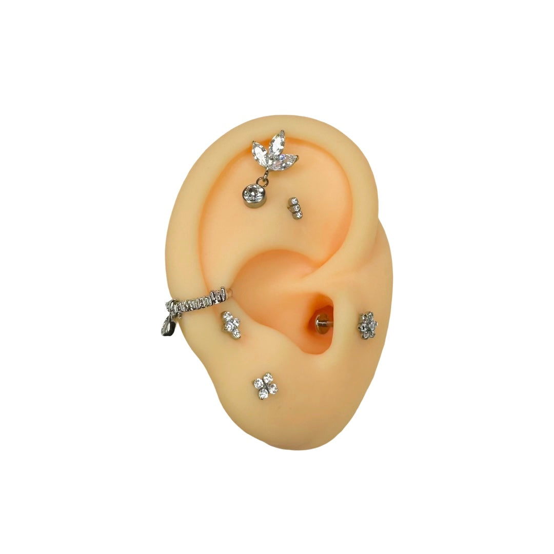 Amaryllis Stud